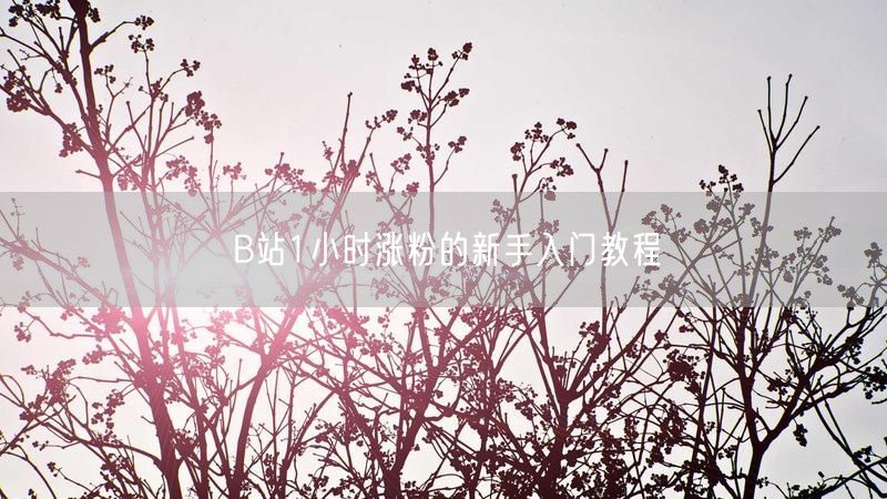 B站1小时涨粉的新手入门教程