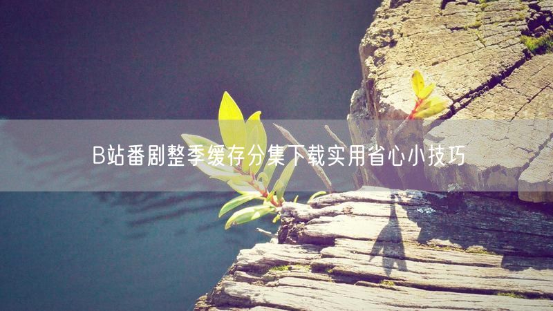 B站番剧整季缓存分集下载实用省心小技巧